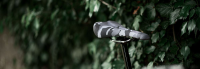 DMR Sattel/selle OiOi. Snow Camo.